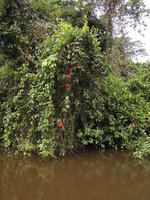 Mucuna bennettii in its swamp forest habitat, curtain of flowering stems, Karawari, Sepik, Papua New Guinea
