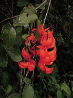 Mucuna bennettii in its swamp forest habitat, inflorescence close up, Karawari, Sepik, Papua New Guinea