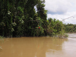 Mucuna bennettii in its swamp forest habitat, Karawari, Sepik, Papua New Guinea