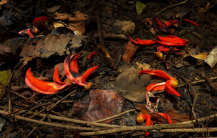 Mucuna bennettii withering flowers on forest floor of swampy forest along the Karawari river, Sepik, Papua New Guinea