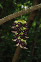 Mucuna macrocarpa inflorescence, Okinawa, Japan