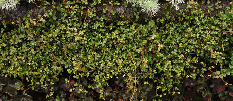 Muehlenbeckia complexa &#039;Sweet Broken Heart&#039; on Vertical Garden, propagated by Olivier Ezavin, SPG Amandolier, Geneva