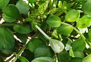 Munronia pinnata, flower with its long corolla tube, Nui Chua NP, Vietnam