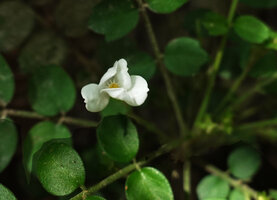 Munronia pinnata, flower with mucronate petals and staminal tube with marginal filiform white lobes Nui Chua NP, Vietnam