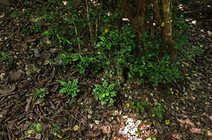 Munronia pinnata, population in forest understory, Nui Chua NP, Vietnam