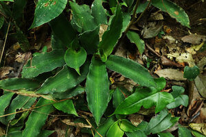 Murdannia cf. edulis, leaf color and design are quite similar to the plant of unknown origin sold in nurseries under the fancy name Bright Star, Kaeng Krachan NP, Thailand