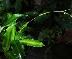 Murdannia cf. edulis, terminal inflorescence arising from the center of the leaf rosette, Kaeng Krachan NP, Thailand