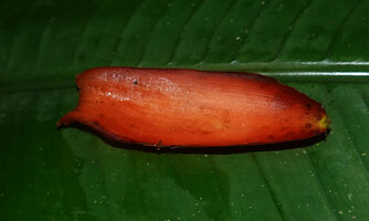 Musa beccarii, inflorescence bract, Deramakot FR, Sabah, Borneo