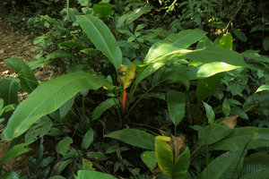 Musa cf. ornata in forest understory habitat, Putao, Kachin, Myanmar