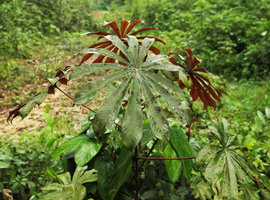 Musanga cecropioides, a young individual of the red leaf under surface anthocyanic form, Kribi, Cameroun