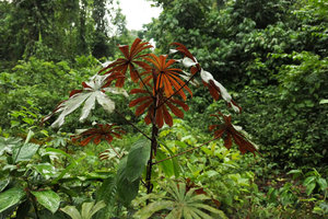 Musanga cecropioides, young individual of the red leaf under surface anthocyanic form, Kribi, Cameroun