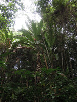 Musa peekelii, about 10 meters high, Madang, Papua New Guinea