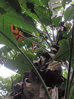 Musa peekelii, infructescence and terminal yellow bracts, Madang, Papua New Guinea