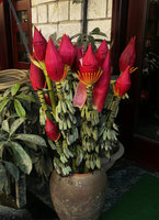 Musa splendida as flower arrangement, Sapa, Vietnam