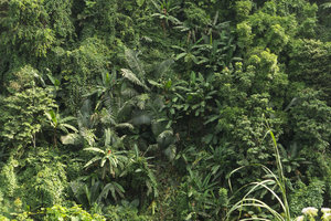 Musa splendida invading gaps in highly perturbated karst forest along the road, 30 km soth of Ba Be, Vietnam