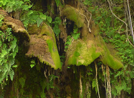 Mushroom shaped travertine rocks due to precipitation of calcium carbonate influenced by algae, mosses and liverworts, El Nicho, Cienfuegos, Cuba