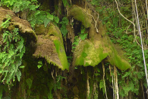 Mushroom shaped travertine rocks due to precipitation of calcium carbonate influenced by algae, mosses and liverworts, El Nicho, Cienfuegos, Cuba