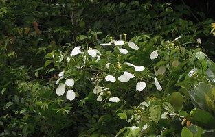 Mussaenda aestuarii, flowering branch, Karawari, Sepik, Papua New Guinea