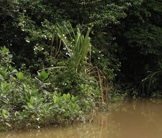 Mussaenda aestuarii flowering on trees along the river banks, Karawari, Sepik, Papua New Guinea