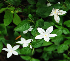   Aphaenandra (syn. Mussaenda) uniflora, flowers, Hinboun, Khammouane, Laos