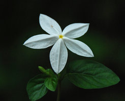   Aphaenandra (syn. Mussaenda) uniflora, flower, Hinboun, Khammouane, Laos