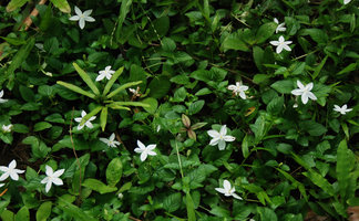   Aphaenandra (syn. Mussaenda) uniflora, Hinboun, Khammouane, Laos