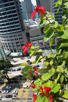 Mussaenda erythrophylla at Le Nouvel Kuala Lumpur