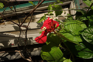 Mussaenda erythrophylla blooming at Le Nouvel, Kuala Lumpur