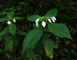 Mussaenda wallichii, flowering erect stems, Khao Lampi, Hat Thai Mueang NP, Phang Nga,Thailand