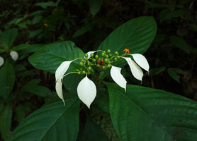 Mussaenda wallichii, white cuspidate calycophylls, orange corolla and leaves, Khao Lampi, Hat Thai Mueang NP, Phang Nga,Thailand
