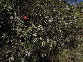 Mutisia lanata climbing on shrubs, Manu NP, 3500 m, Peru
