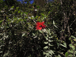 Mutisia lanata, front view, Manu NP, 3500 m, Peru