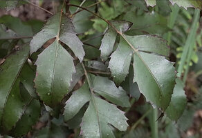 Myodocarpus simplicifolius, juvenile individual with dissected leaves, Col d'Amieu, New Caledonia