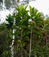 Myodocarpus simplicifolius, subadult individual with entire toothed leaves, Col d'Amieu, New Caledonia