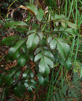 Myodocarpus simplicifolius, young individual with dissected juvenile foliage, Col d'Amieu, New Caledonia
