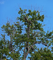 Myrmecodia platyrea, dense population mixed with the creeping Dischidia nummularia, Nino Konis Santana NP, Timor-Leste