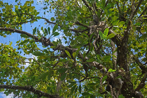 Myrmecodia platyrea, dense population on tree branches, Nino Konis Santana NP, Timor-Leste