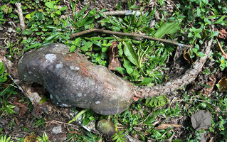 Myrmecodia platyrea fallen on the ground, the stem emerging from the top of the tuber, Nino Konis Santana NP, Timor-Leste