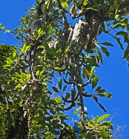 Myrmecodia platyrea hanging from tree branches, Nino Konis Santana NP, Timor-Leste
