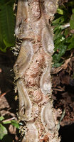 Myrmecodia platyrea, large oval clypeoli edged with hairs, Nino Konis Santana NP, Timor-Leste