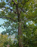 Myrmecodia platyrea, population on tree branches, some old individuals with very long hanging stems, Nino Konis Santana NP, Timor-Leste