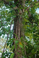 Myrmecodia platyrea, very long soft freely hanging stems, Nino Konis Santana NP, Timor-Leste