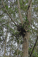 Myrmecodia platytyrea, basally branched, on Gymnostoma papuanum trunk, Varirata NP, Papua New Guinea