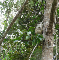 Myrmecodia platytyrea, decumbent tuber, Varirata NP, Papua New Guinea