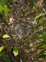 Myrmecophila sinuosa (syn. Polypodium, Lecanopteris) epiphytic in kerangas forest, Bako NP, Sarawak, Borneo