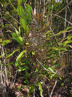 Myrmecophila sinuosa (syn. Polypodium, Lecanopteris) epiphytic in kerangas forest, dense patch of interlaced rhizomes inhabited by ants, Bako NP, Sarawak, Borneo