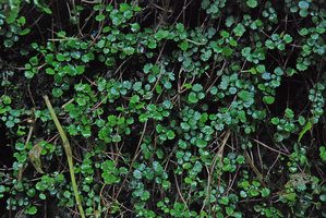 Nanocnide japonica covering a vertical rock, Kyoto, Japan