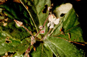 Napeanthus jelskii, flowers, Nouragues, CNRS field station, French Guyana