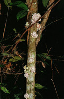 Napoleona vogelii, mushroom like flowers, cauliflory along the tree trunk in forest understory, Campo, Cameroun