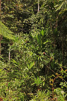 Nastus obtusus at forest edge, Tenaru Falls, Guadalcanal, Solomon Islands